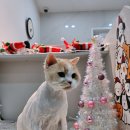 고양이 무마취미용 고미고미 화명점 이미지