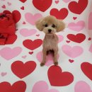 멍냥살롱 이미지