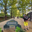 군청 메타세콰이어길 | 담양 가볼만한곳 메타세콰이어 가로수길