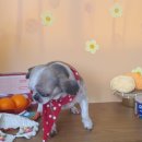 늘 예쁘개 이미지