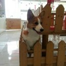 애견호텔 이미지