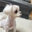 뭉스파 이미지
