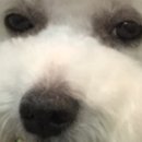 펫을 부탁해 이미지