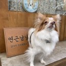 루나수제쿠키&김밥 | 광주 백운동 강아지간식 수제간식 연근냠냠