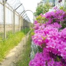 염하강철책길 이미지