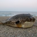 고래꿈호텔 이미지