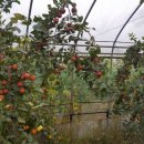 쇠똥구리 농장 이미지