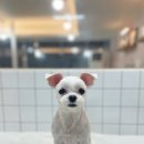 수진애견미용 이미지
