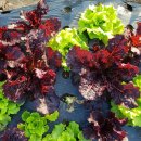 이루농장 이미지