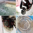 Trypanosoma carassii spectrum과 병원균의 전달 매개체로서 N. girellae와 거머리 이미지