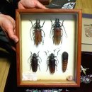 장수하늘소 이미지