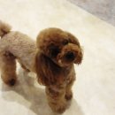 마이 펫 살롱 이미지