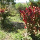 단풍나무 농장 이미지