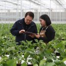 딸기피씨 이미지