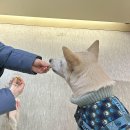 멍깨비마켓 이미지