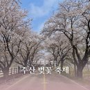 주산 | 보령 주산벚꽃축제 후기 벚꽃터널 드라이브까지 완벽했던 봄나들이