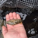 홍천1교 이미지