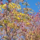 서호중앙로 이미지