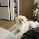 부림카센타 | [일상] 11월3-4주, 그거 아세요? 5월의 신부보다 11월의 신부가 5배 더 많답니다.