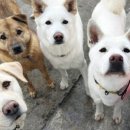 지켜줄개 이미지