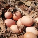 동해유정란농장 이미지