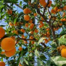 제주오렌지 청견🍊 이미지