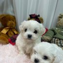 청주 강아지 분양 리몽드 퍼피 켄넬 이미지