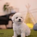 스타미용타운 이미지