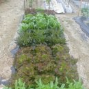 진자농장 이미지