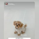 퍼스트 독 앤 캣 이미지