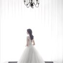 달리아 이미지