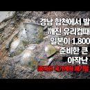 경남 합천에서 발견된 깨진 유리컵때문에 일본이 1,800년간 준비한 큰 꿈이 아작난 상황(중국은 국가계획 폐기할 수도..) 이미지