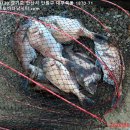 대부도바다낚시터 2026년 5월 1일 노동절 참돔 돌돔 돗돔 점성어 능성어 조황 및 자연산 돌돔 대량방류 이미지