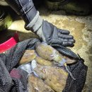 대사리 | 서해안 대사리 조류속에서 즐긴 갑오징어 해루질 후기