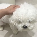 플러플리 FLUFFLY 이미지