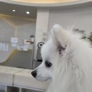 늘품 | [강아지 건강검진] 늘품동물병원 후기