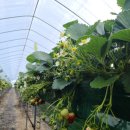 초시농장 이미지