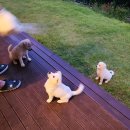 토우축산 이미지