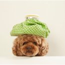 퍼스트 동물메디컬 센터 이미지