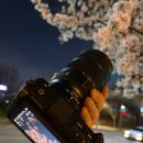 협동조합 시네마MM | 니콘 ZR 벚꽃 출사 후기, 시네마 카메라로 담은 사진 어땠을까