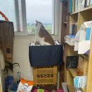 에버그린 펫 클리닉 | 브라비시마