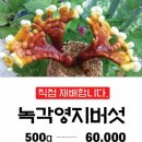 팔봉낚시터 티스토리