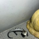 대구 / 울산 파충류샵 뉴런쥬라기 매장에서 아잔틱 실버 블루텅 스킨크 사육방법을 알려드립니다!!