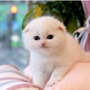 아담스펫 강아지분양 고양이분양 강남점 이미지