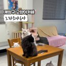 노라조 야옹아 네이버블로그