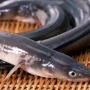 장어한마리식당 이미지