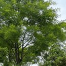 하단동1209 이미지