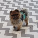 몽꾸르펫트하우스 이미지