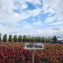 육화정 | 그림자투어로 떠난 비에이&amp;후라노 버스투어 후기 1탄 (육화정, 팜도미타, 청의호수, 흰수염폭포, 다이마루)