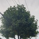 시가지도 이미지